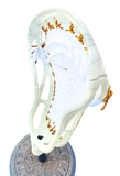Relax RC1 Lacrosse Head